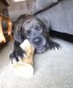 Presa Canario For Adoption in Indiana 2.JPG