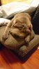 DSC_0007_1483316292240.JPG