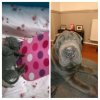 20170316_183050-COLLAGE.jpg