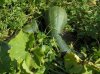 DSC00407.JPG