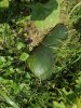 DSC00408.JPG