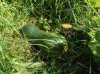 DSC00410.JPG