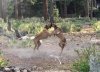 dogs.at.play.jpg
