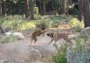 dogs.2.jpg