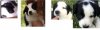 border collies.JPG