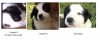 3 puppies.JPG