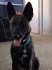 puppppppp.jpg