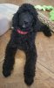 Marlowe10wks1c.jpg