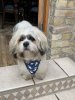 Zeus bandana.jpg