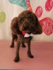 Ted after groomers 2 years old.jpg