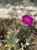 IMG_4200.jpeg