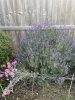 IMG_4201.jpeg