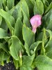 IMG_4231.jpeg