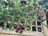 IMG_4227.jpeg
