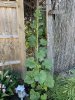 IMG_4317.jpeg