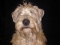 Wheaten mad
