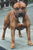 Housedog