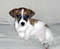JackRussellsRule!