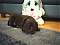spike_the_staffy