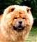 Chow