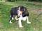 cavalierlover