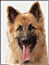 GSD_Steve