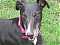 GreyhoundsGoMoo