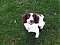 Misty-Pup