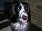 Spaniel Lover 1