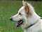 STGSD