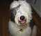 sheepdogplanet