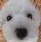 tillytails