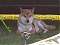 shiba