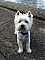 BentleyBoo