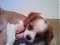 doglover_