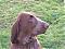gundog annie