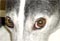 nygreys
