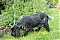 Kittie