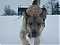 Timber-
