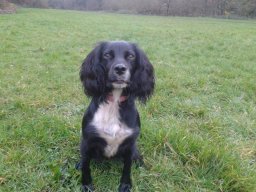 Izzythesprocker