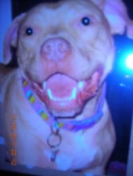 lovemybull