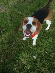 charliedadog