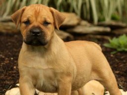 BoerboelMom
