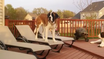 Dozer