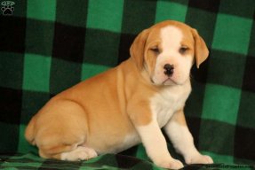 Boerboel