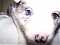 AliceandDogs