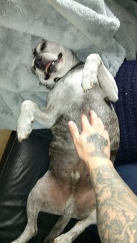 Fenrirwolf