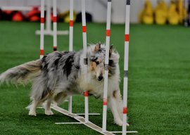 agility collie mom