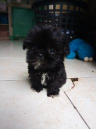 Chansey Lee Shih Tzu