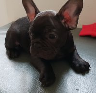 Ralphy the frenchie